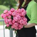 Роза кустовая Artaziya (Артезия) - миниатюра