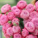 Роза кустовая Artaziya (Артезия) - с доставкой по Минску - миниатюра