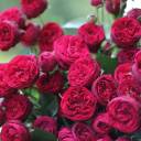 Роза кустовая Maroon - с доставкой по Минску - миниатюра
