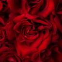 Букет из красных французских роз Виктори - миниатюра 8