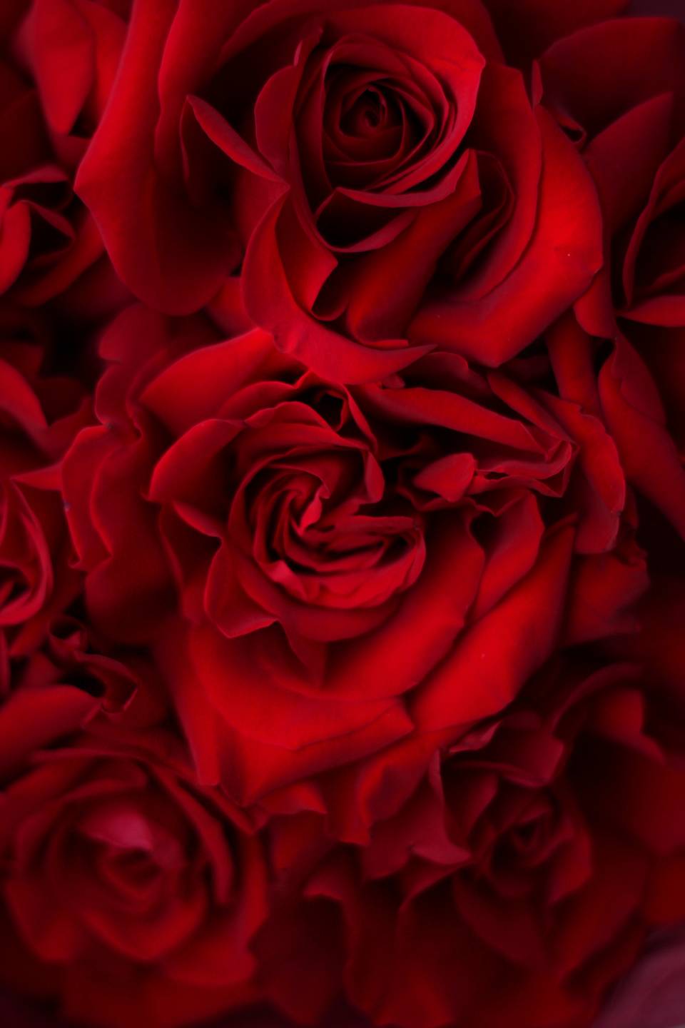 Букет из красных французских роз Виктори 8