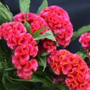 Целозия Грибенчатая (Celosia cristata) - миниатюра