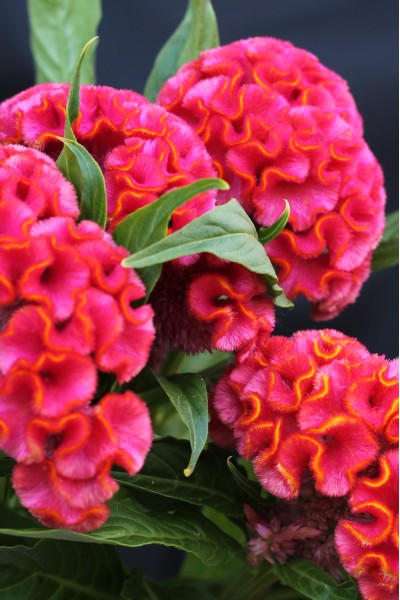 Целозия Грибенчатая (Celosia cristata)