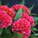 Целозия Грибенчатая (Celosia cristata) - с доставкой по Минску - миниатюра