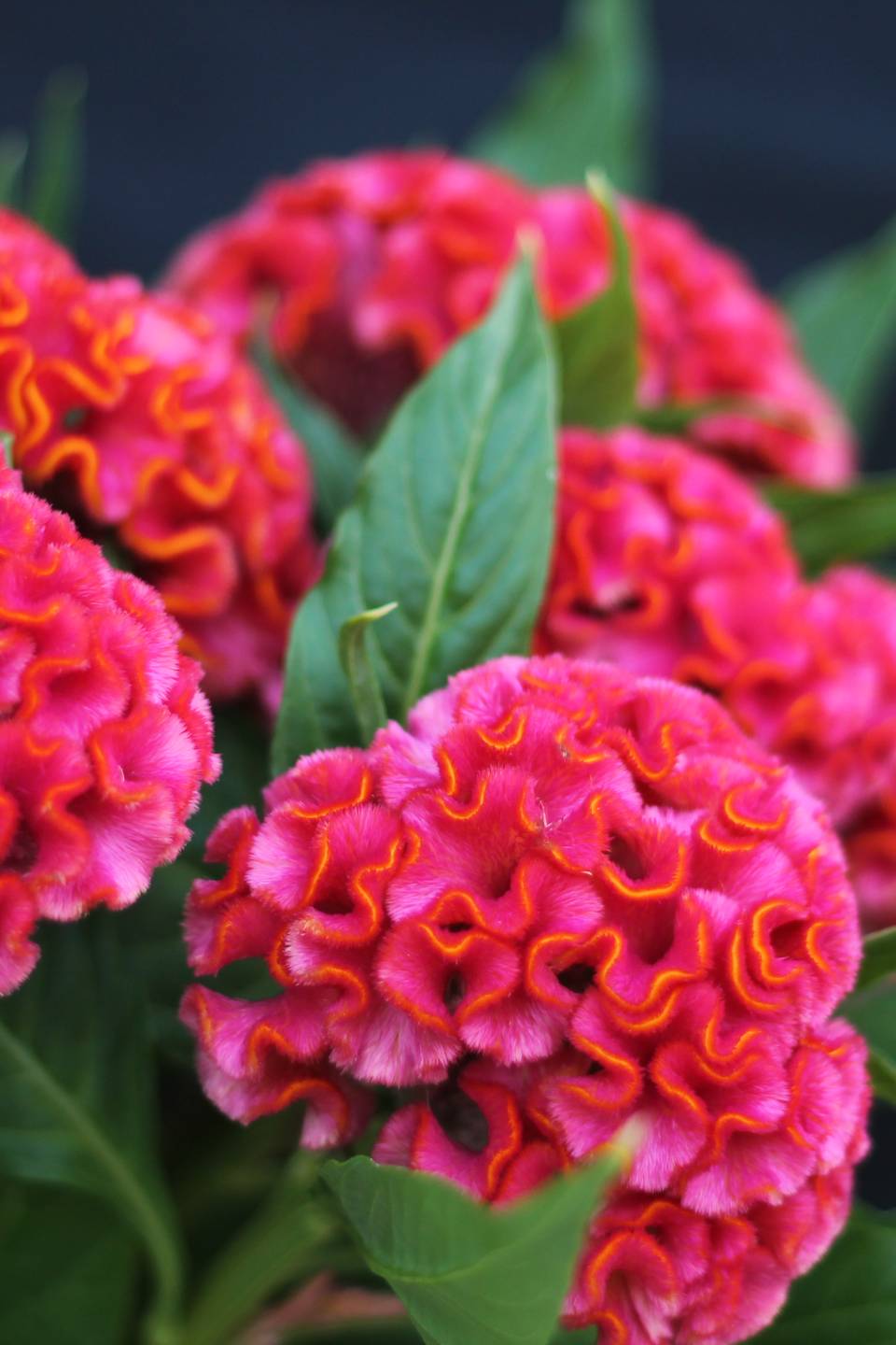 Целозия Грибенчатая (Celosia cristata) - с доставкой по Минску
