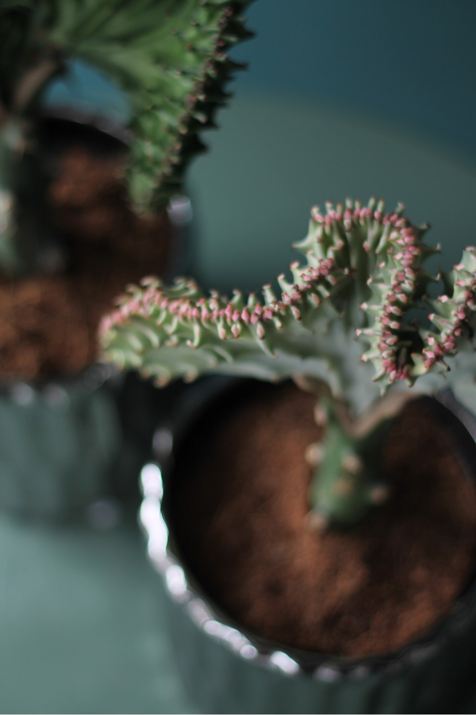 Эуфорбия Лактея (Euphorbia Lactea) 30 см - подарочное оформление