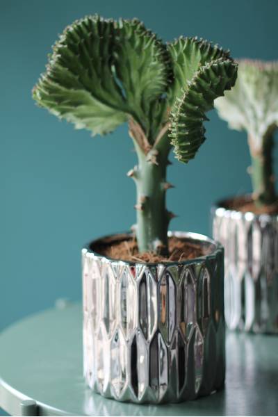 Эуфорбия Лактея (Euphorbia Lactea) 30 см