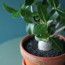 Адениум (Adenium Ansu Baobab) 45 см - для женщины/молодой пары - миниатюра