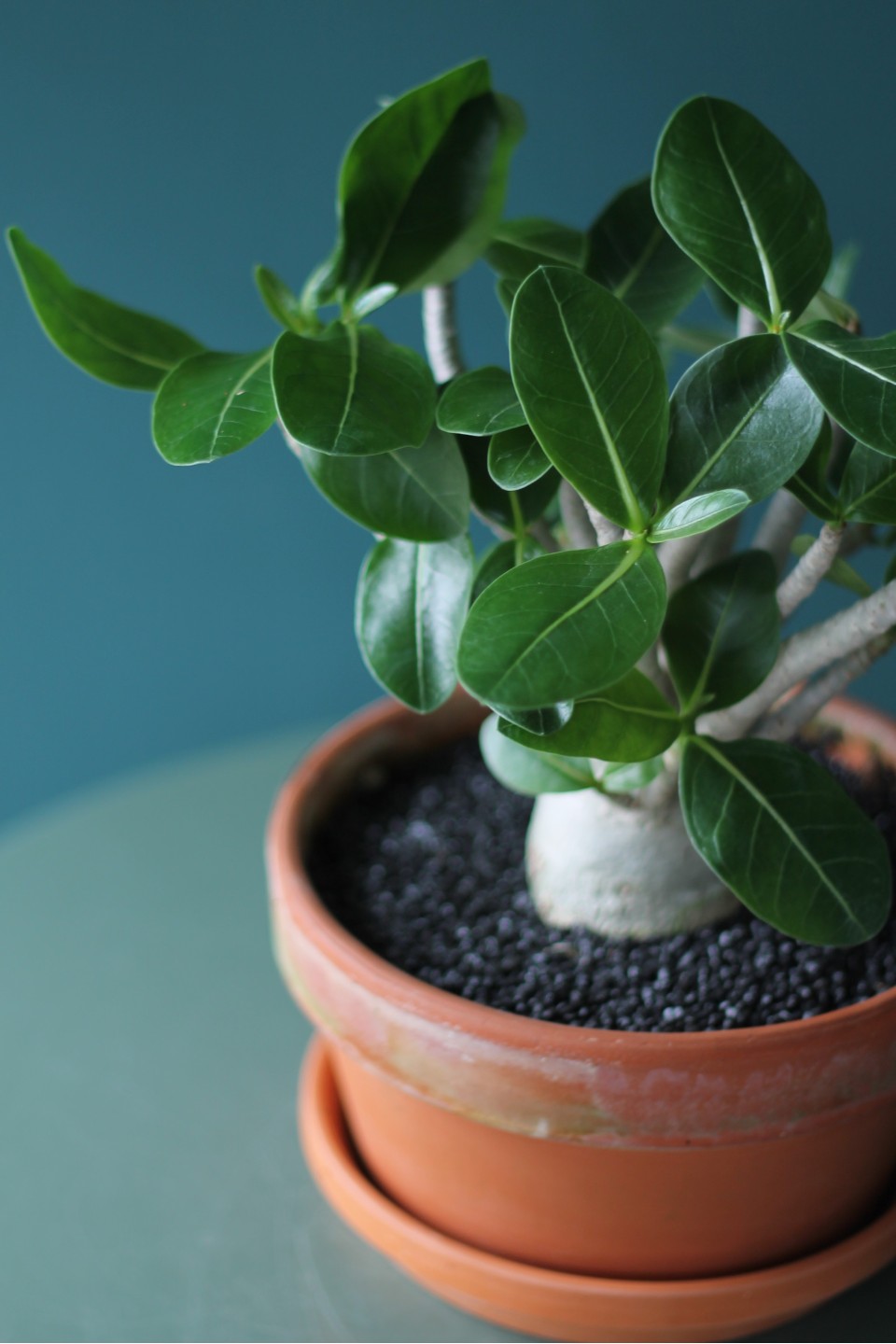 Адениум (Adenium Ansu Baobab) 45 см - для женщины/молодой пары