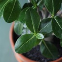 Адениум (Adenium Ansu Baobab) 45 см - быстрая доставка в Минске - миниатюра