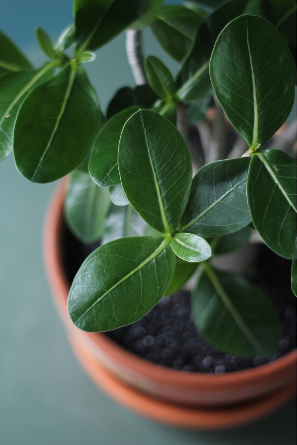 Адениум (Adenium Ansu Baobab) 45 см - быстрая доставка в Минске