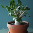 Адениум (Adenium Ansu Baobab) 45 см - миниатюра