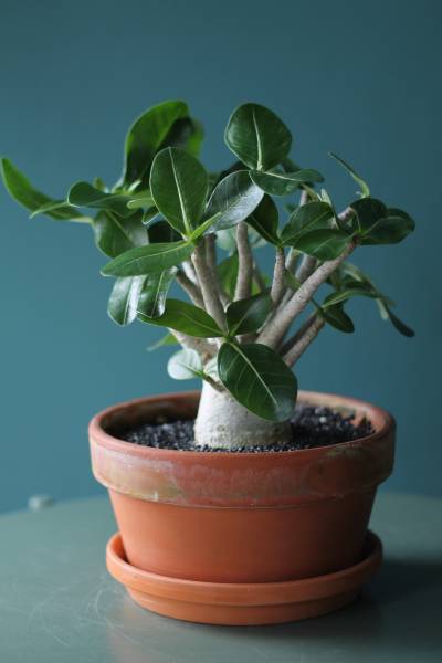 Адениум (Adenium Ansu Baobab) 45 см