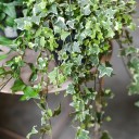 Хедера ампельная (Hedera) - быстрая доставка в Минске - миниатюра