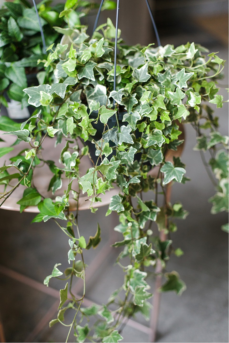 Хедера ампельная (Hedera) - быстрая доставка в Минске