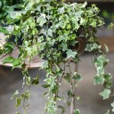 Хедера ампельная (Hedera) - миниатюра 7