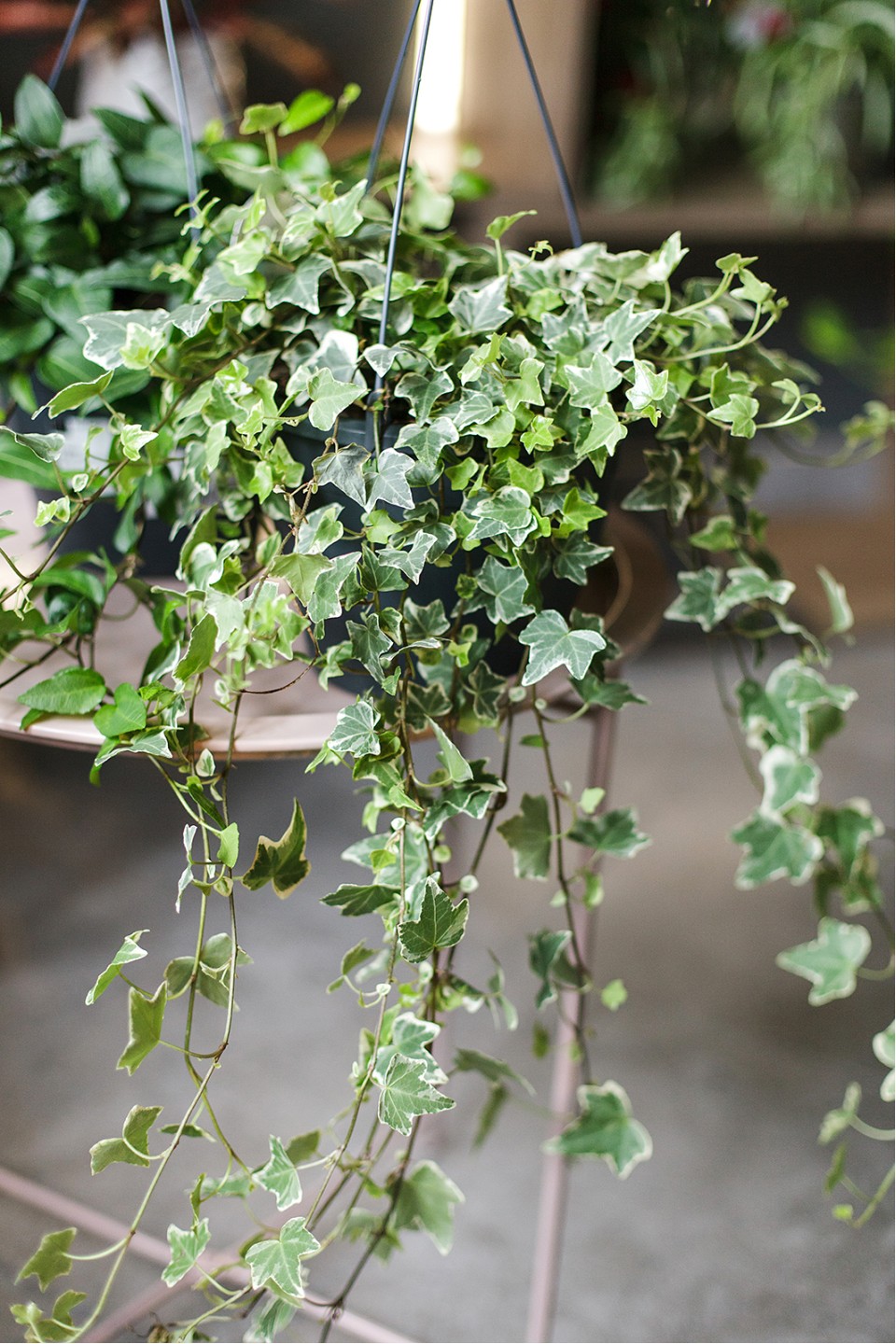 Хедера ампельная (Hedera) 7