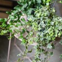 Хедера ампельная (Hedera) - для женщины/молодой пары - миниатюра