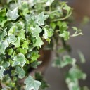Хедера ампельная (Hedera) - подарочное оформление - миниатюра