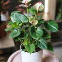 Антуриум розовый (Anthurium) 30см - с добавлением зелени - миниатюра 