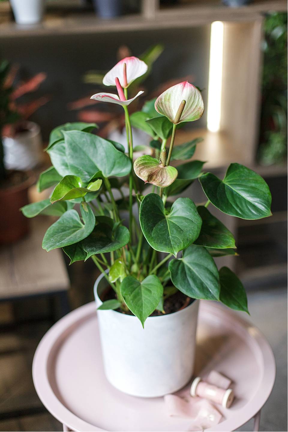 Антуриум розовый (Anthurium) 30см - с добавлением зелени