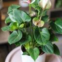 Антуриум розовый (Anthurium) 30см - миниатюра