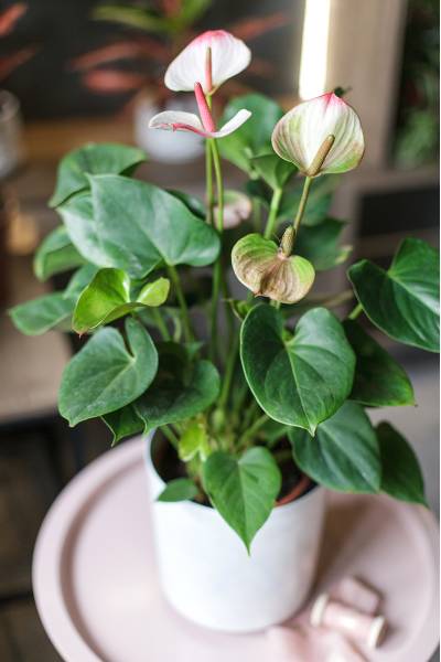 Антуриум розовый (Anthurium) 30см