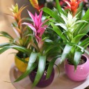 Guzmania (Гусмания, Гузмания) - с доставкой по Минску - миниатюра