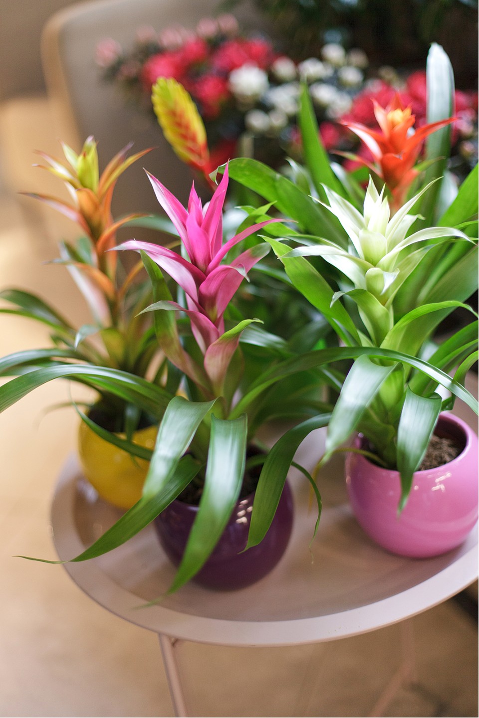 Guzmania (Гусмания, Гузмания) - с доставкой по Минску