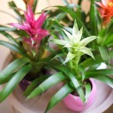 Guzmania (Гусмания, Гузмания) - для женщины/молодой пары - миниатюра