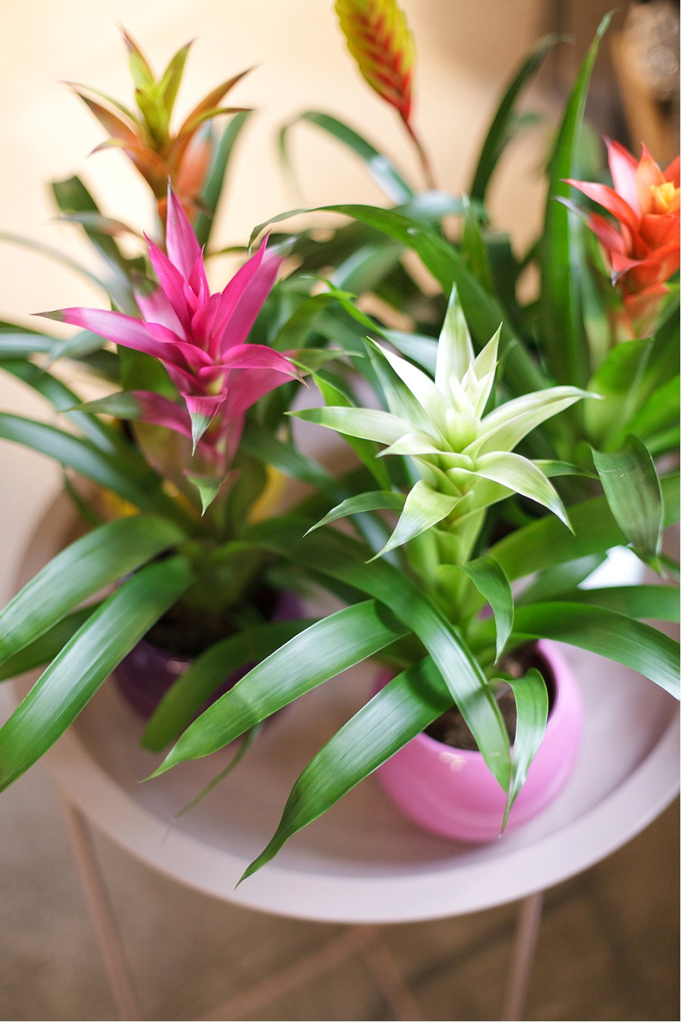 Guzmania (Гусмания, Гузмания) - для женщины/молодой пары