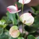 Антуриум розовый (Anthurium) 30см - с доставкой по Минску - миниатюра