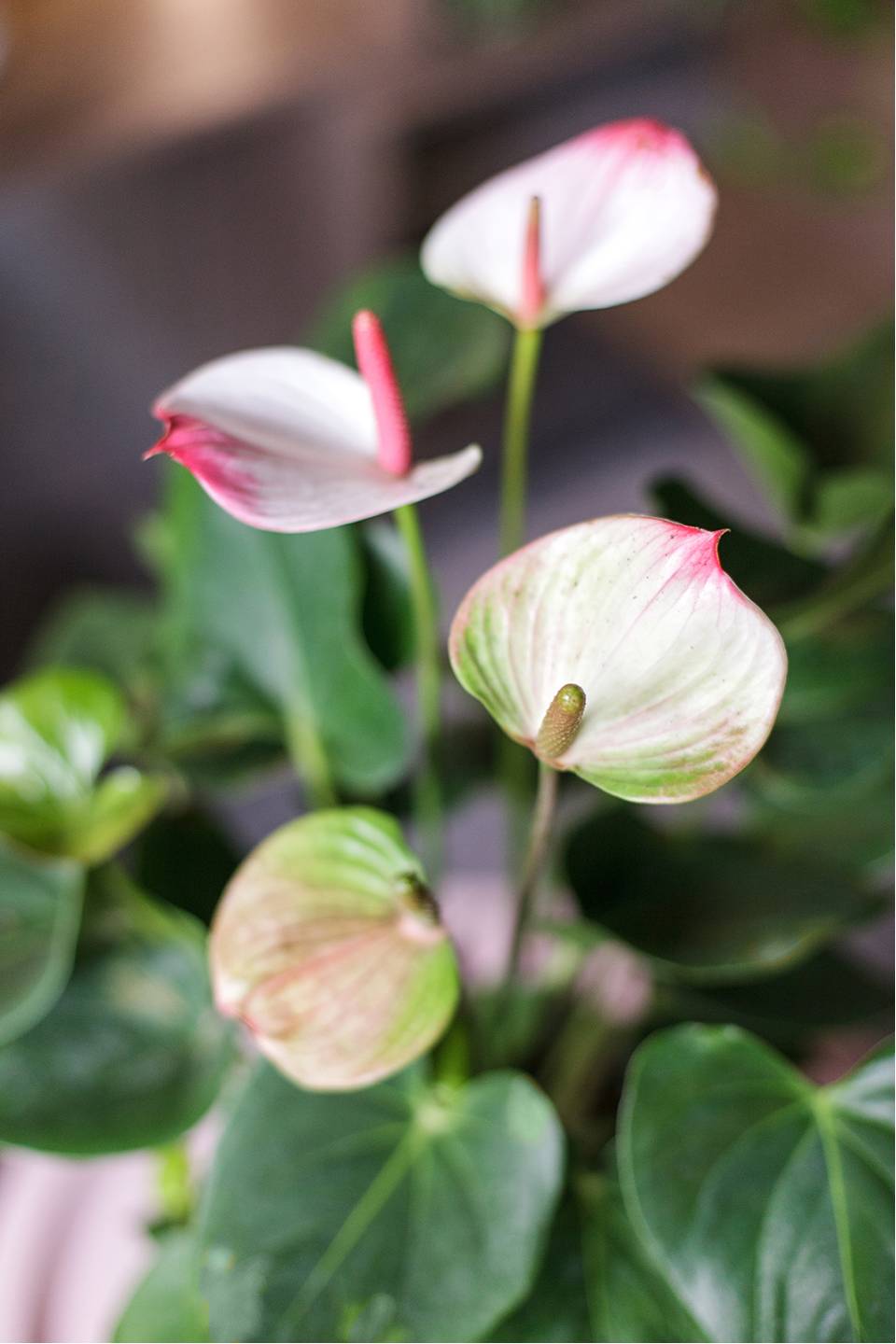Антуриум розовый (Anthurium) 30см - с доставкой по Минску