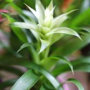 Guzmania (Гусмания, Гузмания) - быстрая доставка в Минске - миниатюра