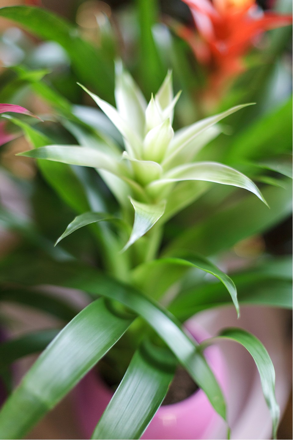 Guzmania (Гусмания, Гузмания) - быстрая доставка в Минске