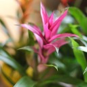 Guzmania (Гусмания, Гузмания) - с добавлением зелени - миниатюра 