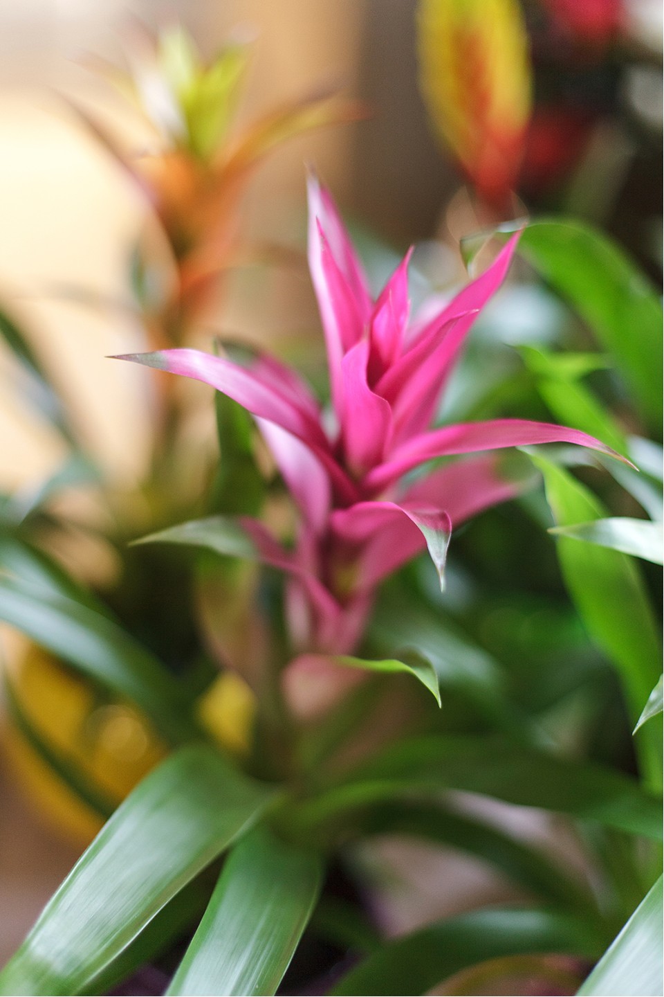 Guzmania (Гусмания, Гузмания) - с добавлением зелени