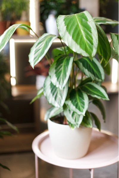 Калатея Бикажу Гекко (Calathea Bicajoux Gecko) 40 см