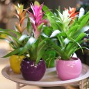 Guzmania (Гусмания, Гузмания) - миниатюра