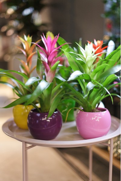 Guzmania (Гусмания, Гузмания)