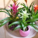 Guzmania (Гусмания, Гузмания) - подарочное оформление - миниатюра