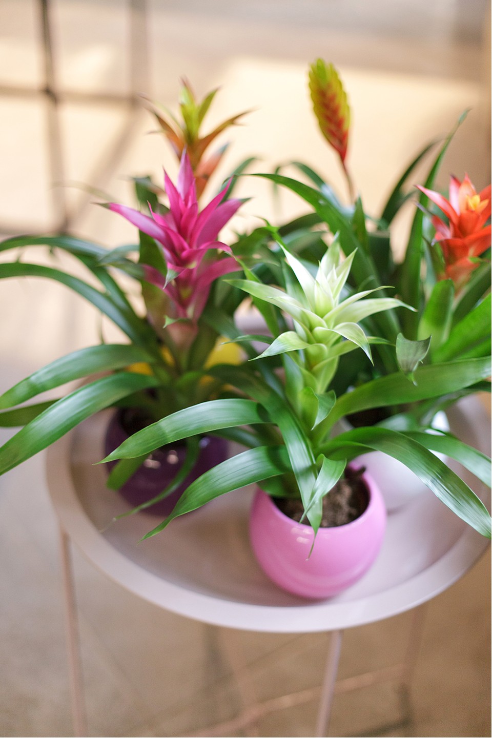 Guzmania (Гусмания, Гузмания) - подарочное оформление