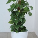 Сциндапсус (Epipremnum Mospole) - миниатюра