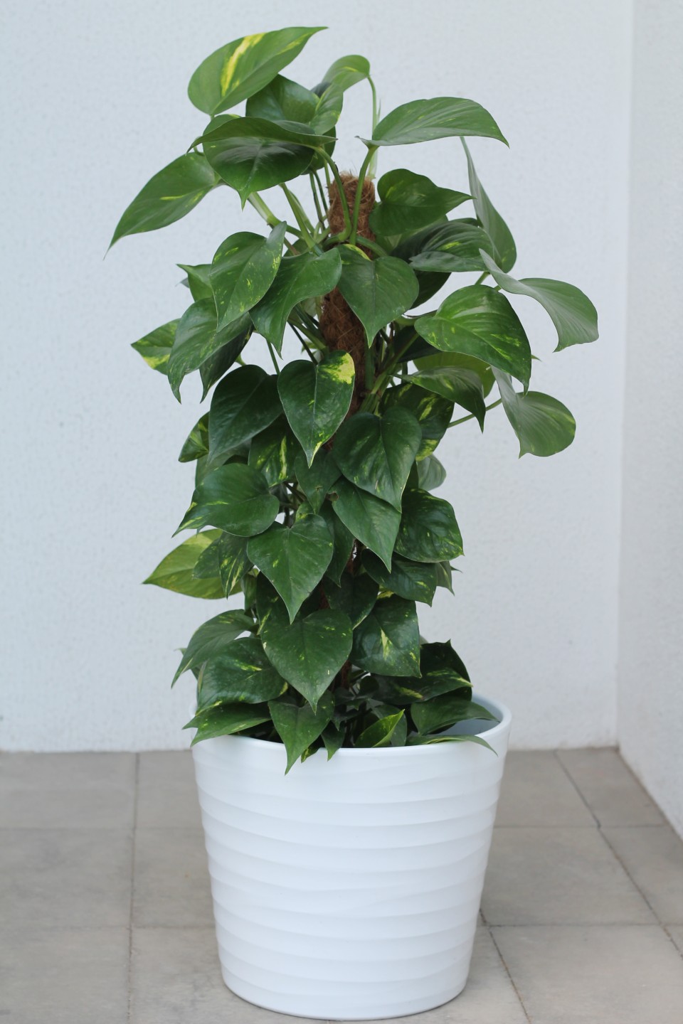 Сциндапсус (Epipremnum Mospole)