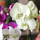 Орхидея Фаленопсис (Phalaenopsis) 1 цветонос - с добавлением зелени - миниатюра 