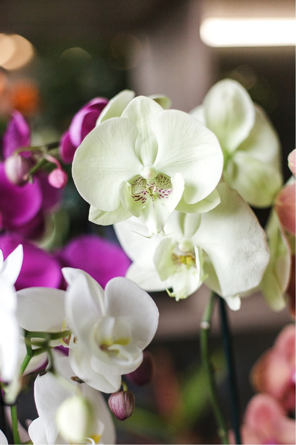 Орхидея Фаленопсис (Phalaenopsis) 1 цветонос - с добавлением зелени