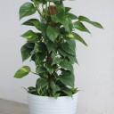 Сциндапсус (Epipremnum Mospole) - с доставкой по Минску - миниатюра