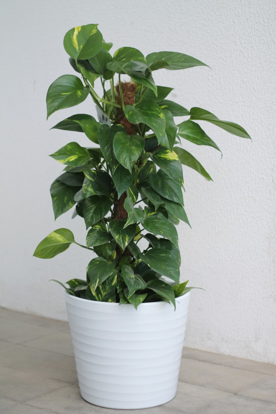 Сциндапсус (Epipremnum Mospole) - с доставкой по Минску