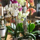 Орхидея Фаленопсис (Phalaenopsis) 1 цветонос - миниатюра