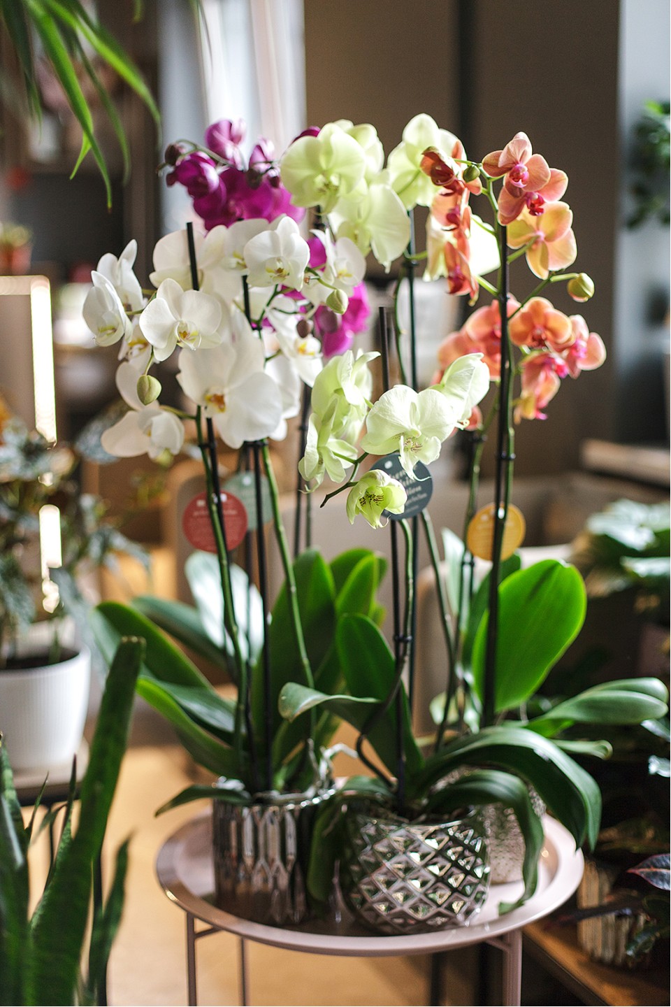 Орхидея Фаленопсис (Phalaenopsis) 1 цветонос